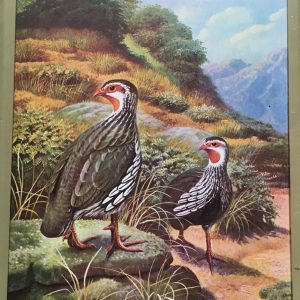 GAMEBIRDS OF SOUTHERN AFRICA